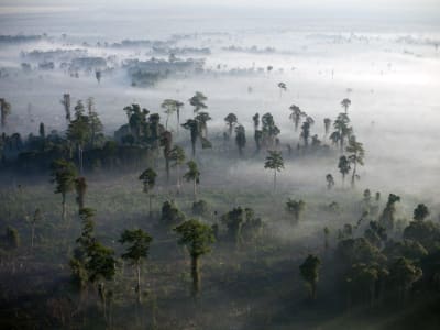 Risiko Besar Penundaan Regulasi Deforestasi Uni Eropa bagi Perusahaan dan Lingkungan
