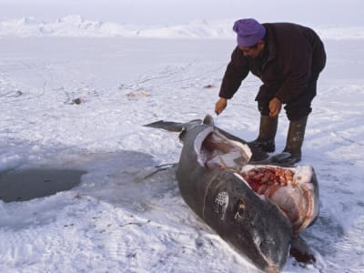 Rahasia Hiu Greenland: Vertebrata Tertua yang Hidup Ribuan Tahun