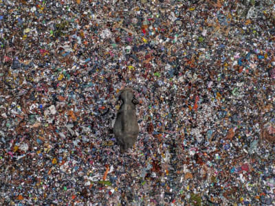 Fotografi Satwa yang Mengungkap Krisis Habitat dan Konflik Manusia-Hewan