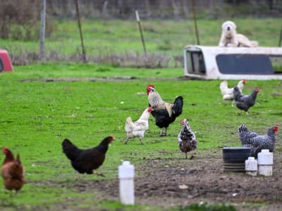 Kasus Pertama Flu Burung Strain Baru H5N5 Terdeteksi di Washington, Amerika Serikat