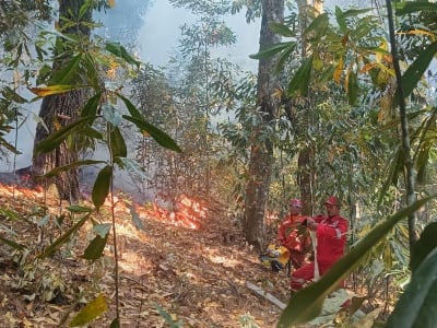 Populasi Orang Utan Tapanuli Terus Menyusut, Konservasi Mendesak