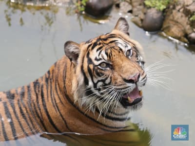 Penemuan DNA Harimau Jawa di Sukabumi: Harimau yang Diduga Punah Mungkin Masih Hidup