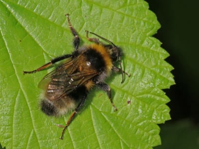 Lebah Bisa Bedakan Sinyal Cahaya Singkat dan Panjang Seperti Kode Morse