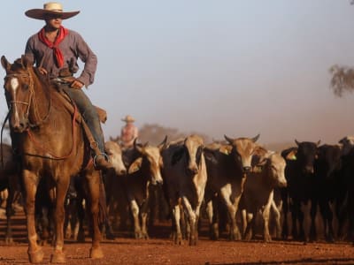 Pengaruh Agribisnis Besar Mendominasi COP30, Ancaman Serius bagi Iklim Global