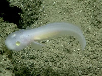 Mengenal Ghost Fish, Ikan Laut Dalam Transparan yang Misterius dan Langka