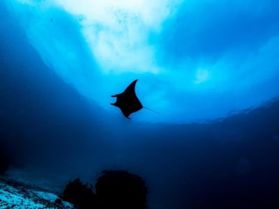 Misteri Penyelaian Dalam Pari Manta: Misi Rahasia di Kedalaman Laut