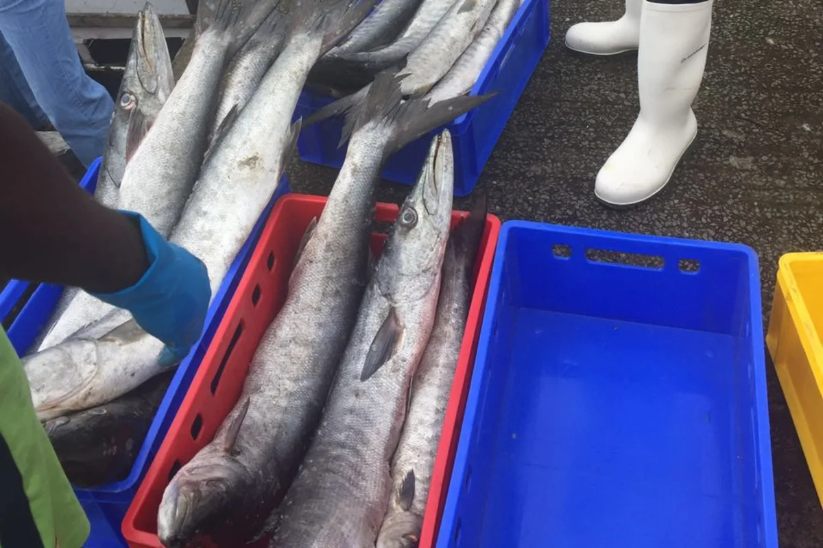 First catch at the improved Tombo landing site