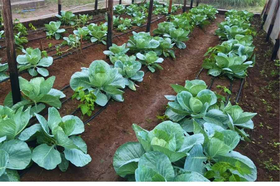 From Fresh Produce to Organic Solutions: Alimamy Bangura’s Business Journey with ILO Opportunity Salone