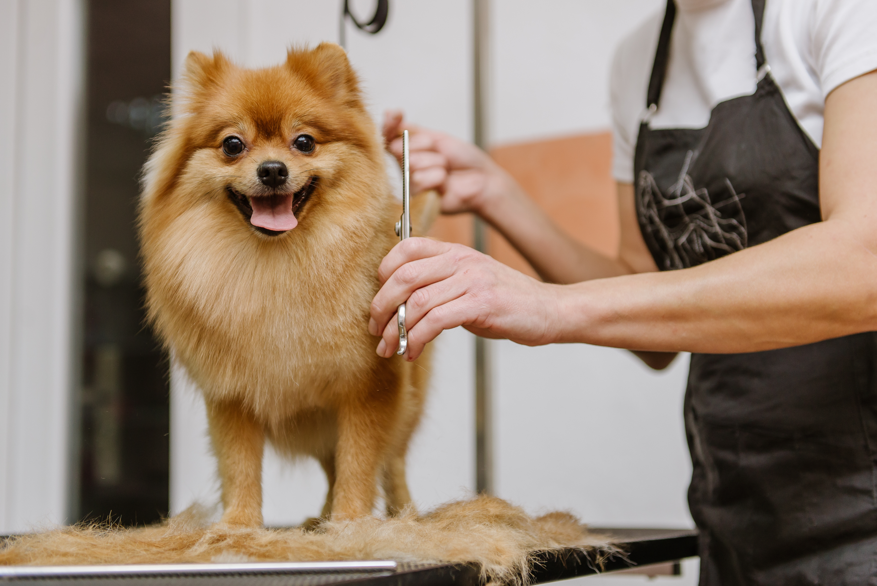 View of Dog Grooming Education Programs and Certifications | VCS