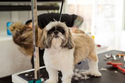 online dog grooming schools