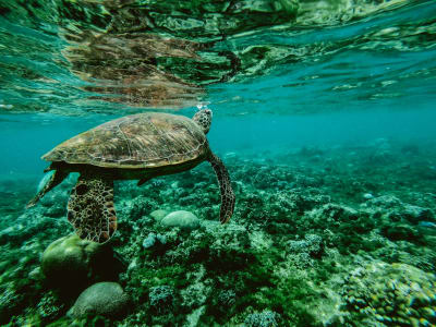 best marine veterinary programs