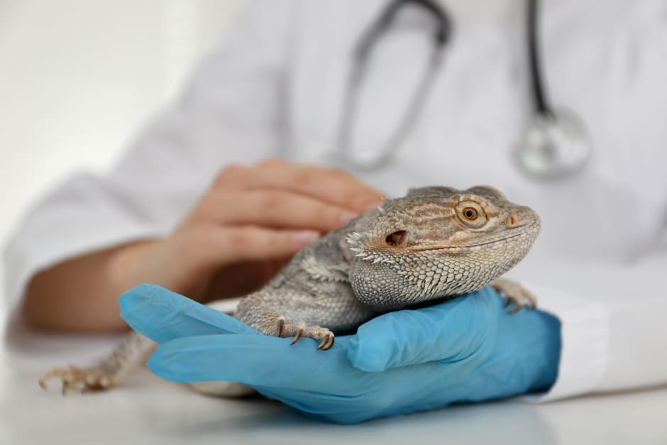 how to become an exotic animal veterinarian