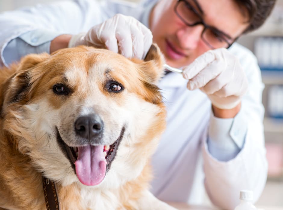 veterinarian shortage crisis and what can be done