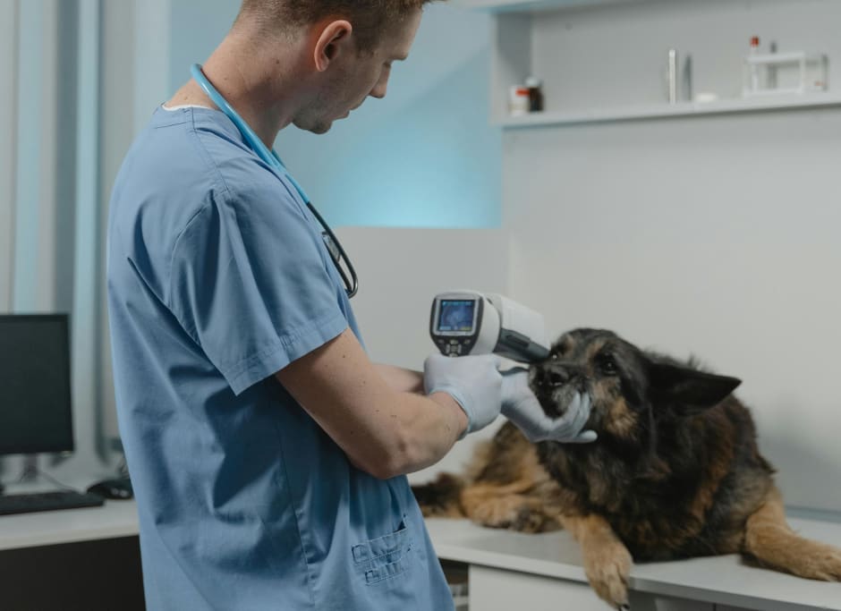 how to become a veterinary radiologist