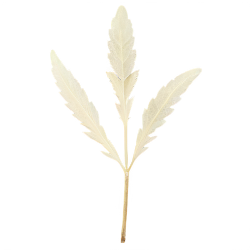 Artemisia