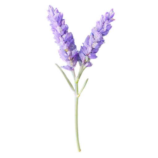 Echter Lavendel
