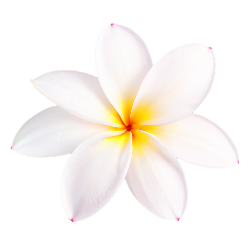 Frangipani