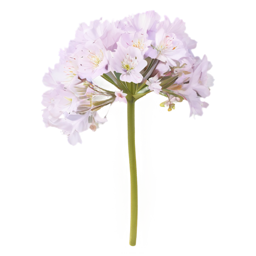 Galbanum