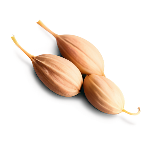 Koriandersamen