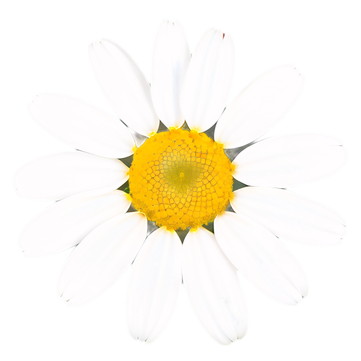 Römische Kamille