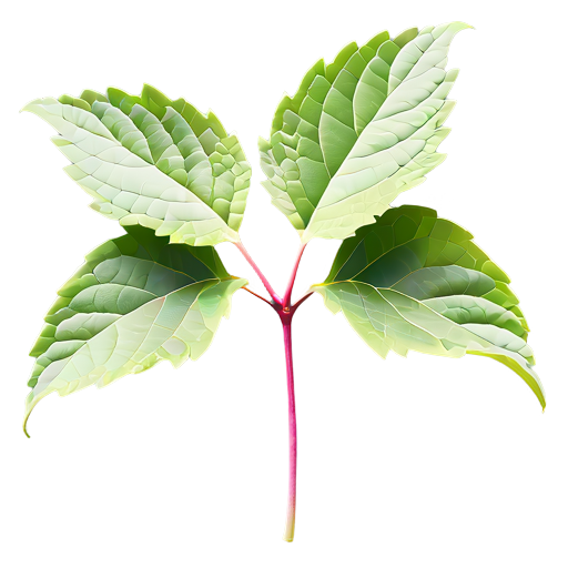 Singapur-Patchouli