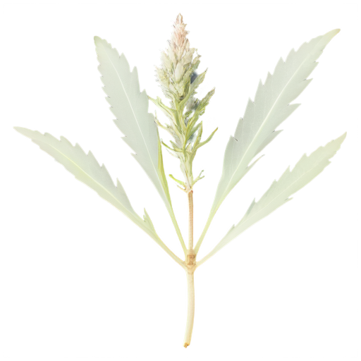 marokkanische Artemisia