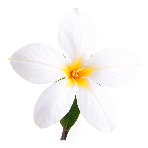 marokkanischer Jasmin