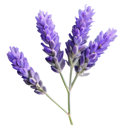 provenzalischer Lavendel