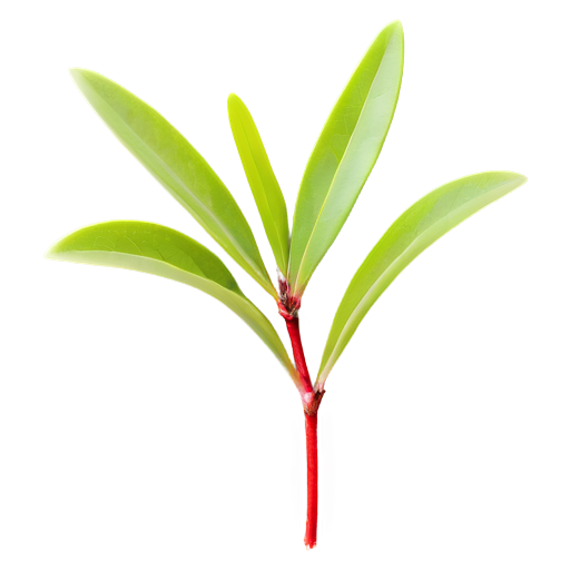 roter Thymian