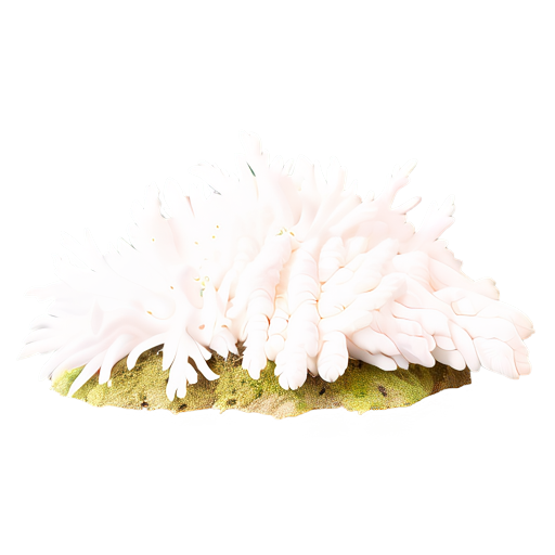 weißes Moos