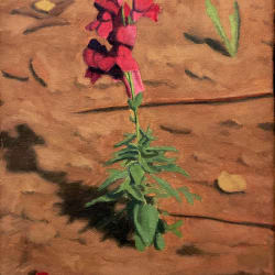 Snapdragon, 2011 by Alex Tubis