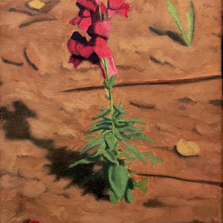 Snapdragon by Alex Tubis [2011]