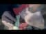 Mike Oldfield Tribute