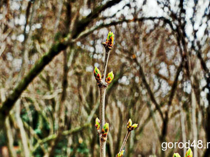 Завтра днем в Липецкой области небольшой дождь и до +14