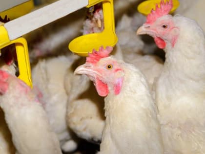 С липецкой «Экоптицы» пострадавший на производстве работник пытается взыскать 1,5 млн рублей компенсации