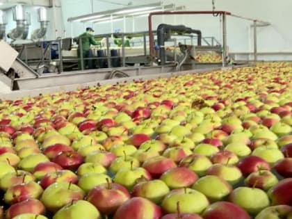 Замминистра сельхоза РФ оценила работу вековой лебедянской агрофирмы