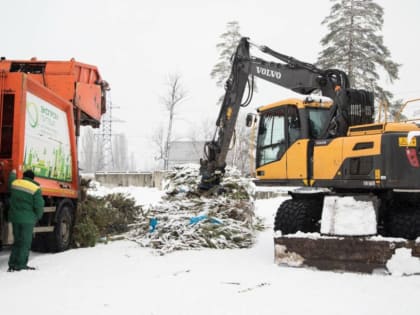 Липчане могут подарить елке вторую жизнь