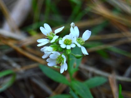Ночной дождь и потепление до +26 в Липецкой области обещают в среду