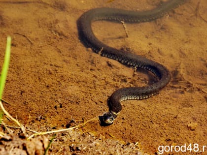 65-летнюю женщину укусила змея