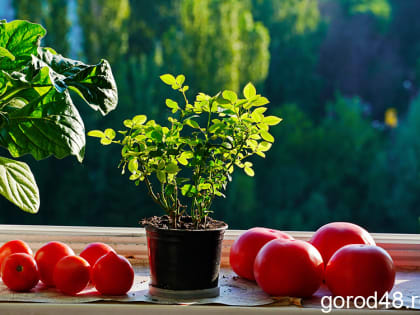 Завтра — до +30