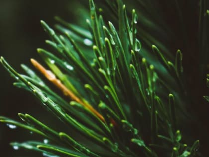 Доброе утро, липчане! Сегодня День трюков