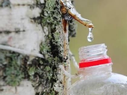 Берёзовый сок