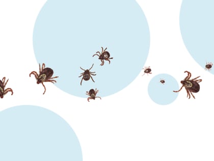 Клещи достают добринцев даже на огородах