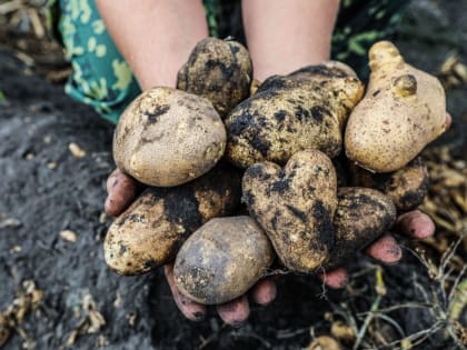 400 тысяч тонн картофеля соберут в Липецкой области в 2023 году