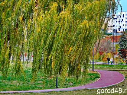 В Липецкой области завтра дождливо и до +8