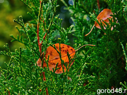 В Липецкой области небольшие дожди и до +18