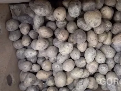 Статистика: в Липецкой области дорожали картофель, свекла и морковь, дешевели огурцы и куры