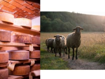 Ремесленная Сыроварня «Терновая поляна» - уникальное место