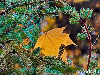 Плюсовые температуры в Липецкой области ожидаются и днем, и ночью