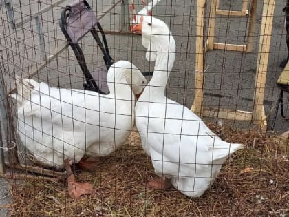 В Липецкой области увеличилось производство молока и мяса